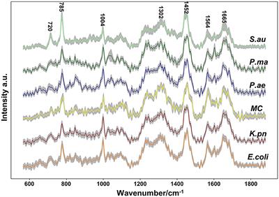 Rapid identification and drug resistance screening of respiratory pathogens based on single-cell Raman spectroscopy